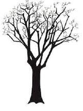 Sketch of a Tree in Fall